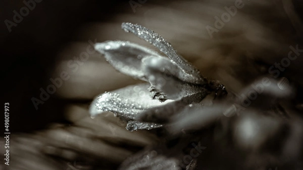 Fototapeta Artistic and moody photo of beautiful flowers