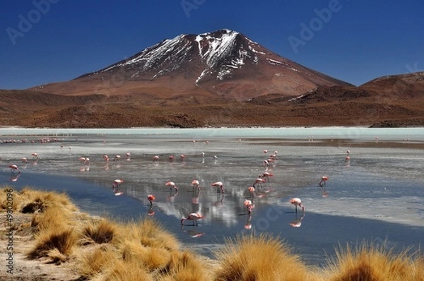 Obraz Flamingos vor Vulkan im Eduardo Avaroa Nationalpark Bolivien