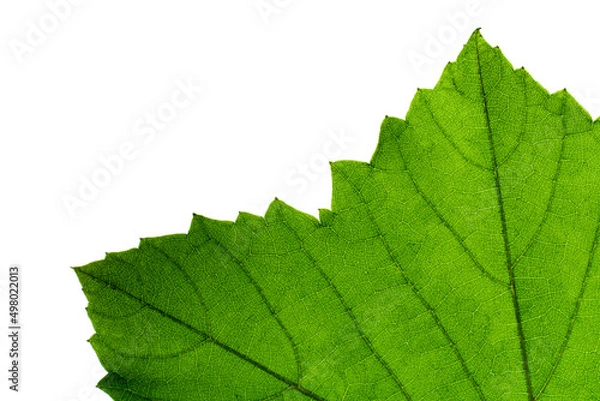 Obraz Half green leaves, close-up style, white screen