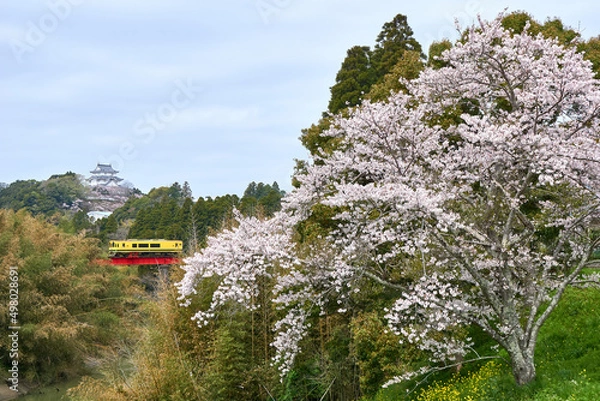 Obraz 桜と大多喜城と菜の花列車　いすみ鉄道