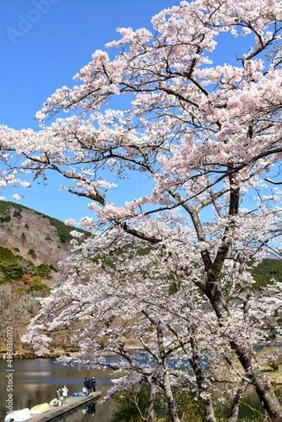 Obraz cherry blossom in spring