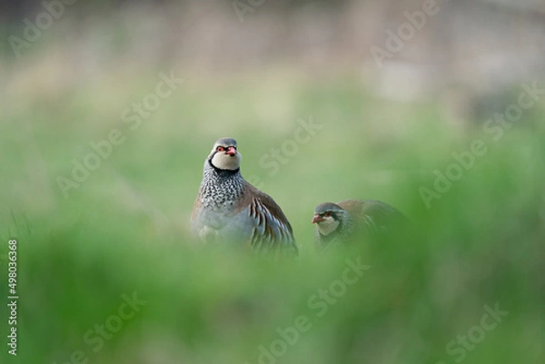 Obraz Red Legged Partridge in a grass