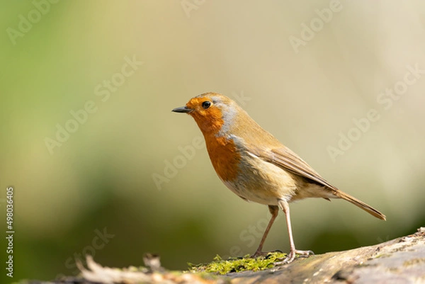 Obraz Robin on a fallen tree
