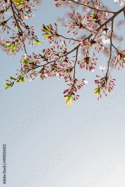 Fototapeta 散って葉が咲きそう？