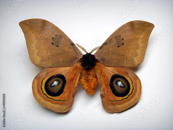 Fototapeta Oczy silkmotha.