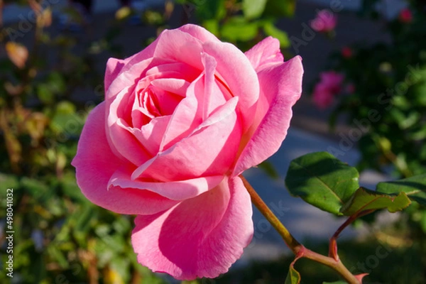 Obraz ピンクのばら