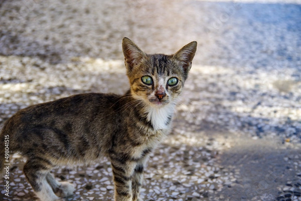 Obraz 野良の子猫