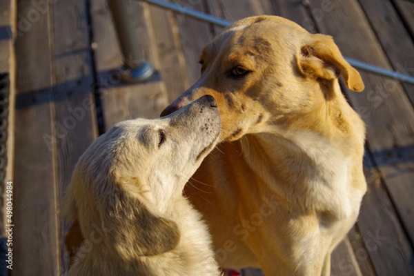Fototapeta 犬の家族