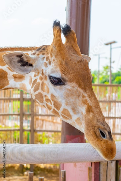 Obraz one beautiful giraffe stands in the zoo close-up
