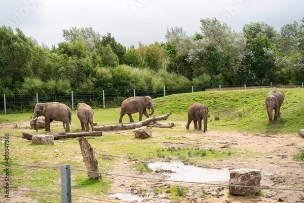 Obraz Elephants in Zoo