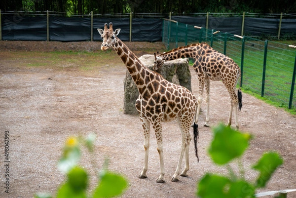 Obraz giraffe in the zoo