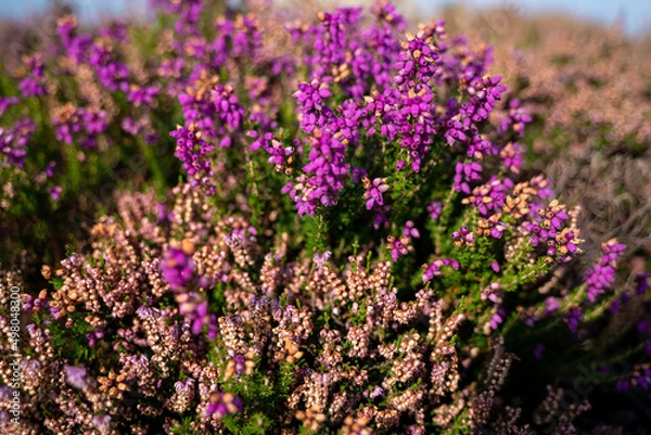 Obraz Bloooming Heather