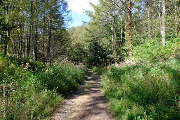 Fototapeta 信玄棒道