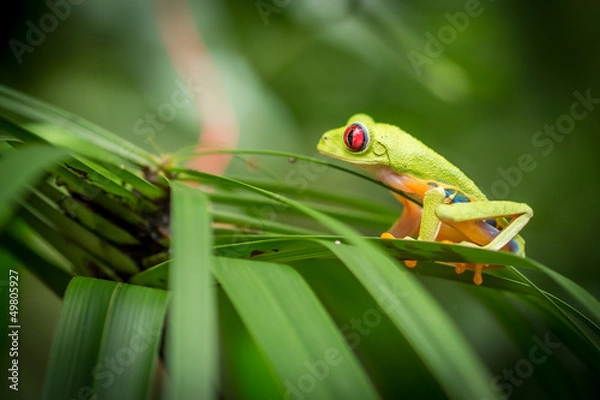 Obraz Red Eyed Green Tree Frog