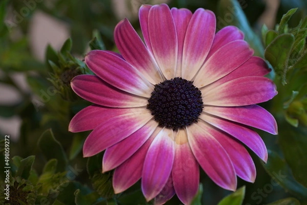 Fototapeta Frühling