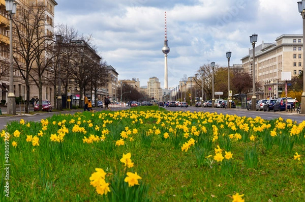 Fototapeta Daffodils on the middle lane of Karl-Marx-Allee in Berlin-Friedrichshain, Germany