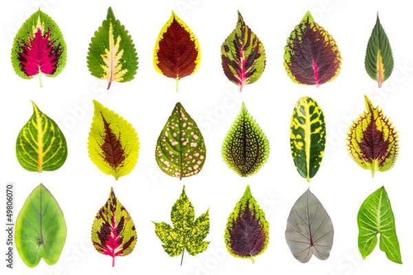 Obraz Exotic Leaf Collection set