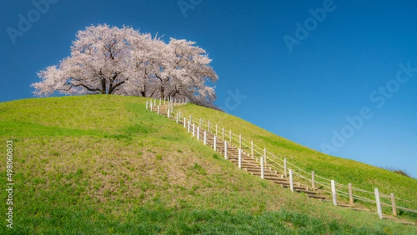 Obraz 桜咲く丘3