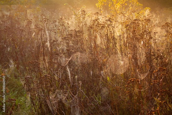 Fototapeta Łąka z pajęczynami