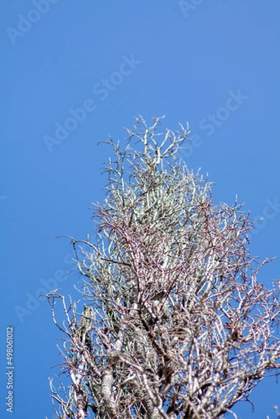 Fototapeta Gałęzie