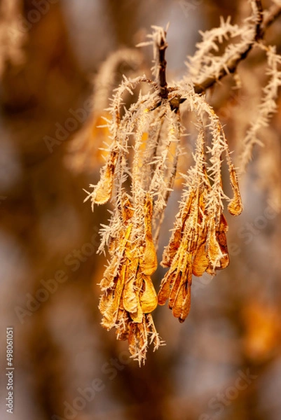 Fototapeta Przymrozek