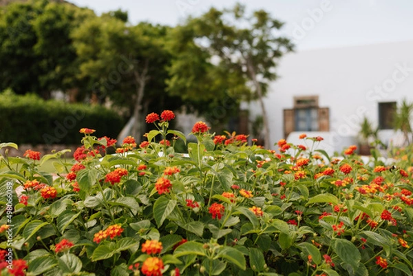 Obraz Set of orange and red lantana flowers, in the sunny exterior of the house in Cabo de Gata.