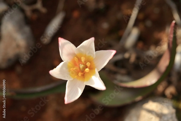 Fototapeta Endemic and rare Cretan tulip (Tulipa cretica) on xerothermic grassland in Crete.