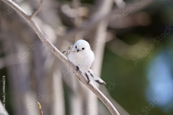 Obraz 巣作り中のシマエナガ