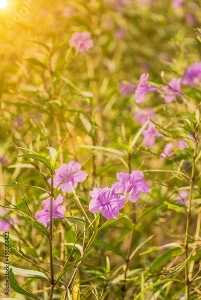 Fototapeta Field of purple flowers in the morning sun