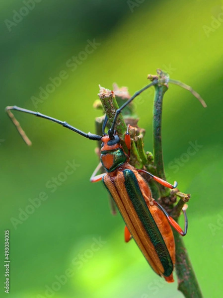 Obraz A longhorn beetle from Indonesia