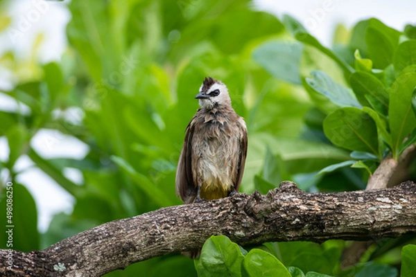 Fototapeta Yellow-vented Bulbul, Pycnonotus goiavier