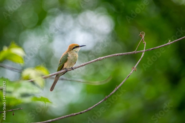 Fototapeta Green Bee-eater