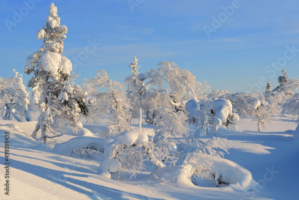 Fototapeta landscape with snow-trees
