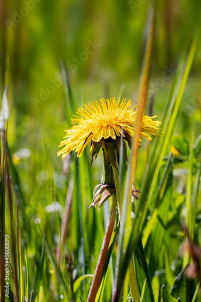 Obraz Closeup of dandelion flower in a grass field Italy