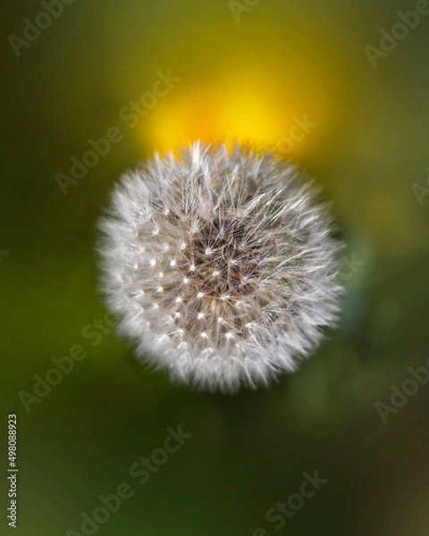 Obraz Closeup of dandelion seeds in a farm Italy 1