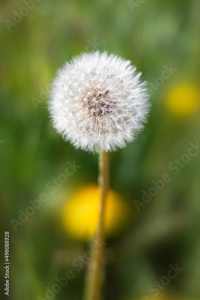 Obraz Closeup of dandelion seeds in a farm Italy