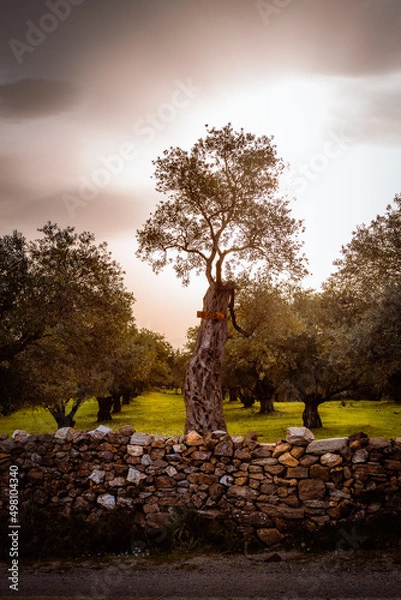 Fototapeta Olive tree in the forest