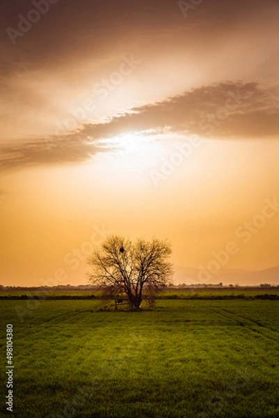 Fototapeta sunset in the field