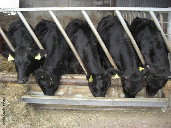 Fototapeta Cows Feeding