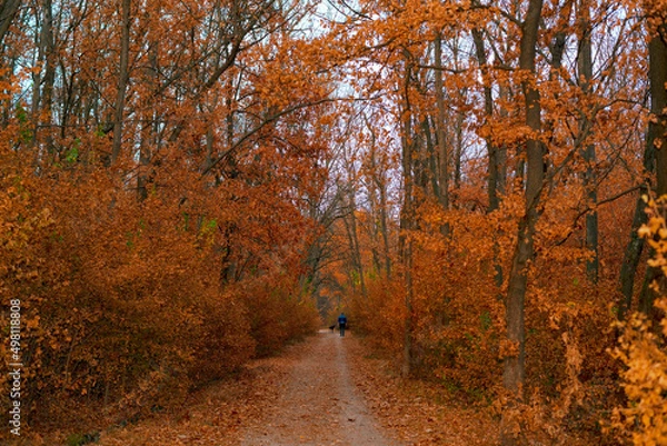 Fototapeta Autumn landscape. Autumn forest path and walking man and dog in distance.