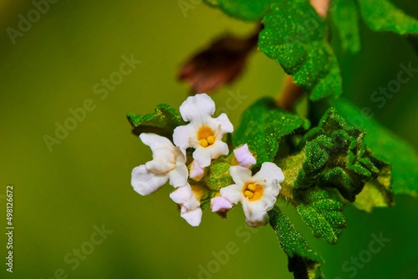 Fototapeta white flowers macro shot
