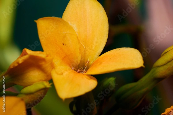 Fototapeta yellow flower