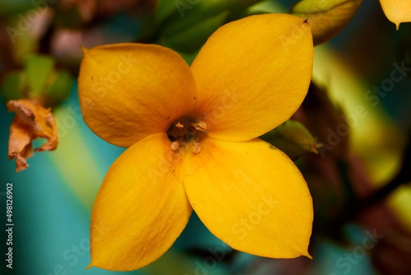 Fototapeta Yellow garden flower