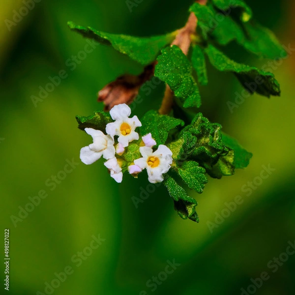 Fototapeta White flower macro shot
