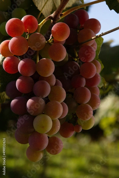 Fototapeta Uva roxa