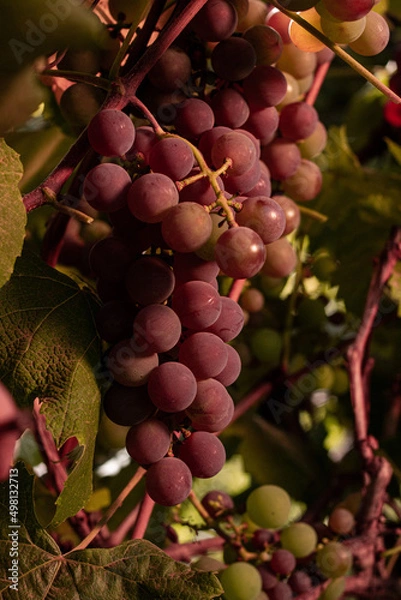 Fototapeta Uva roxa