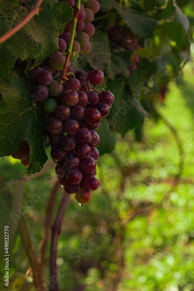 Fototapeta Uva roxa