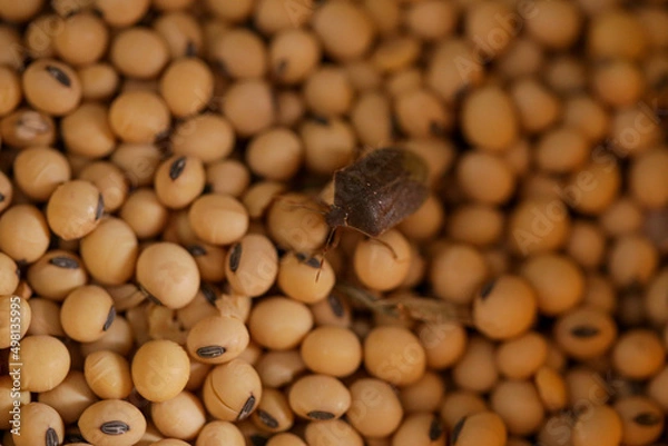 Obraz Percevejo Na Soja