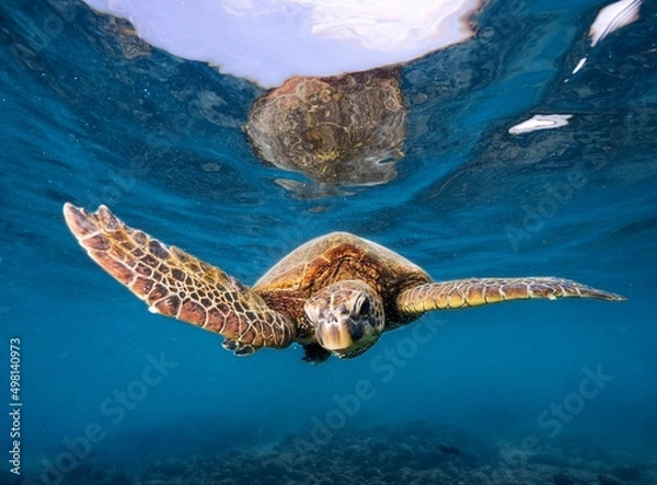 Fototapeta sea turtle swimming