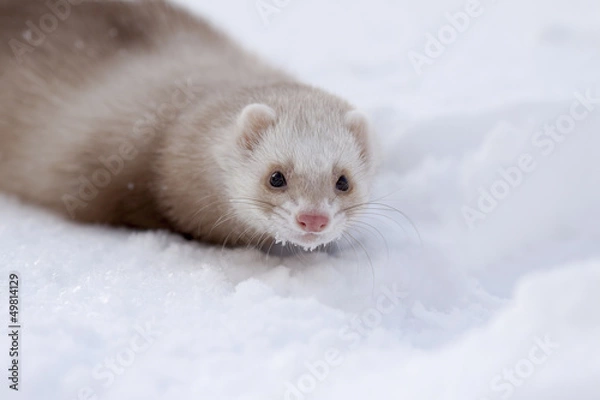 Obraz ferret